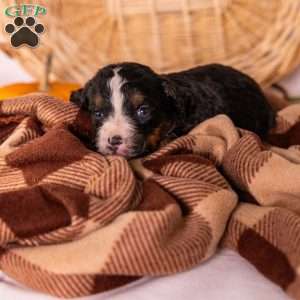 Gena, Bernedoodle Puppy